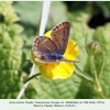 aricia anteros georgia female2